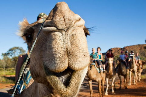 Alice Springs Camel Tour - Stayed 10