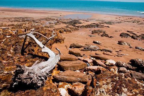 Darwin Shore Excursion: Hop-on Hop-off Bus Tour - Stayed 9