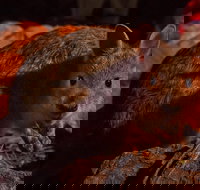 Alice Springs Desert Park Nocturnal Tour - Stayed