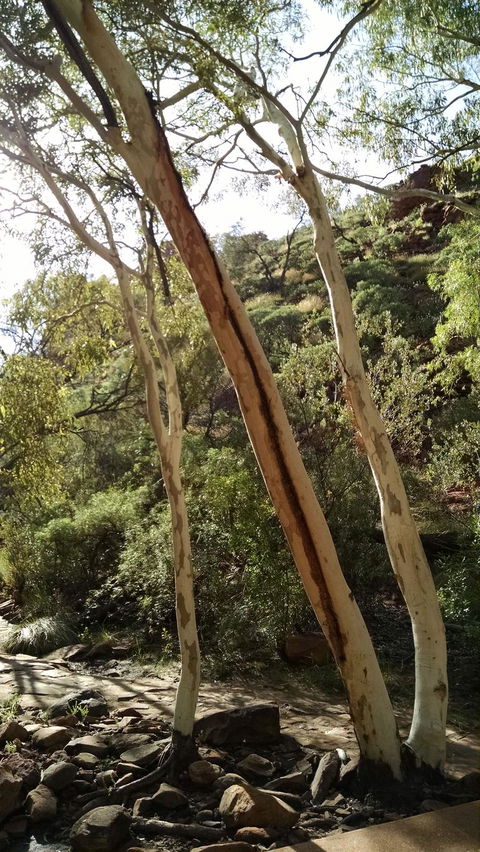 3-Day Tour From Uluru (Ayers Rock) To Alice Springs Via Kings Canyon - Stayed 5