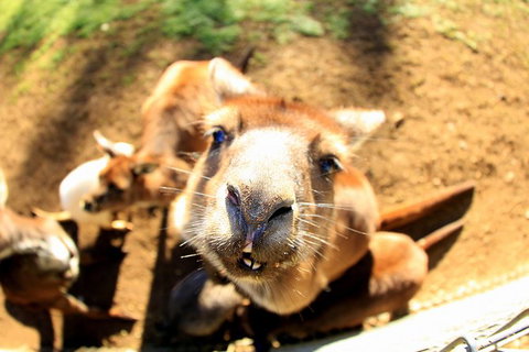 All-Inclusive Blue Mountains Day Trip With River Cruise - Stayed 1