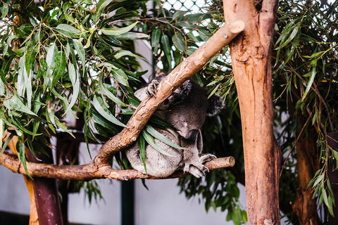 All-Inclusive Blue Mountains Day Trip With River Cruise - Stayed 14