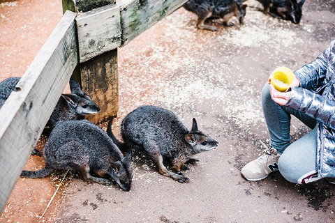 All-Inclusive Blue Mountains Day Trip With River Cruise - Stayed 15