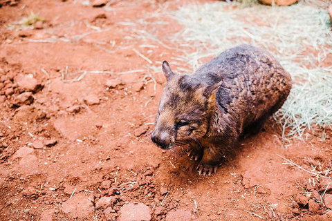 All-Inclusive Blue Mountains Day Trip With River Cruise - Stayed 16