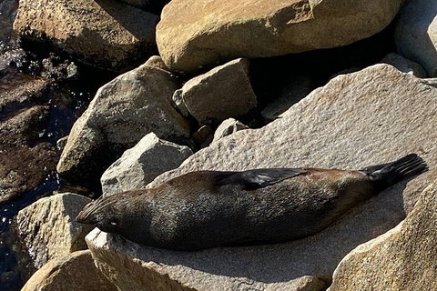 The Eurobodalla Experience (Full Day Private Tour Including Lunch) - Stayed 8