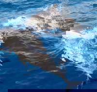 Port Stephens Day Tour From Sydney Including 4WD Sandboarding and Dolphins - Stayed