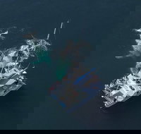 Coffs Harbour Whale Watch Experience - Stayed