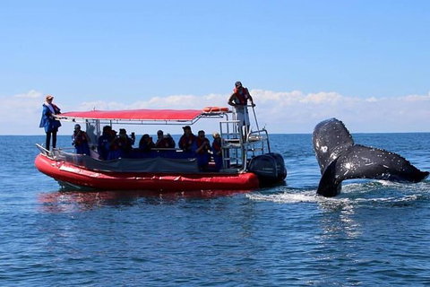 Byron Bay Whale Watching Cruise - Stayed 0