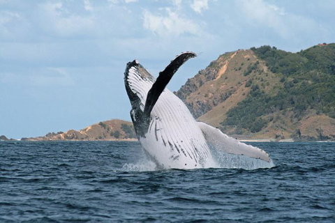 Byron Bay Whale Watching Cruise - Stayed 1