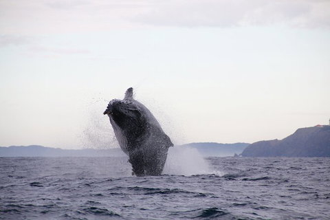Byron Bay Whale Watching Cruise - Stayed 9
