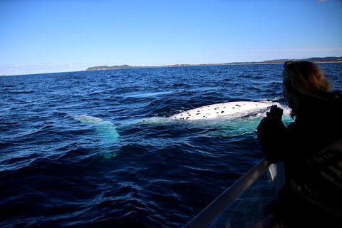 Byron Bay Whale Watching Cruise - Stayed 8