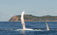 Byron Bay Whale Watching Cruise - thumb 4