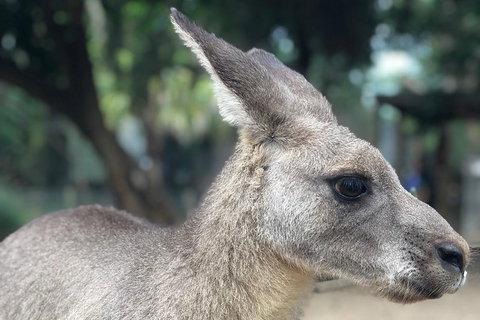 Luxury Blue Mountains Tour With Aussie BBQ Lunch And Wine Tasting - Stayed 19