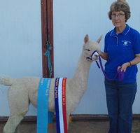 Marchmont Park Alpacas - Stayed