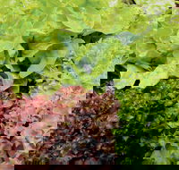 Apple Tree Creek - Stayed