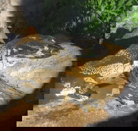 Armadale Reptile Centre - Stayed