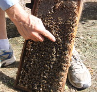 Bees on Keswick Island