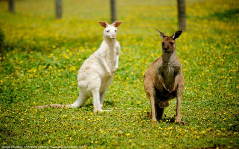Bordertown Wildlife Park - Stayed 0