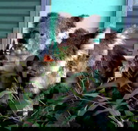 Cohunu Koala Park - Stayed