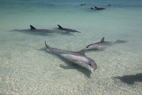 Dolphins Of Monkey Mia - Stayed 0