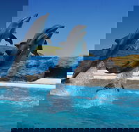 Dolphin Marine Conservation Park - Stayed