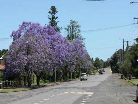Dungog - Stayed 2
