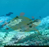 Flinders Reef Dive Site - Stayed