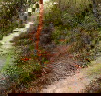 Great North walk - Brisbane Water National Park - Stayed
