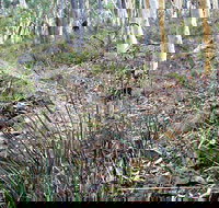 Historic Water Race Walking Track - Stayed