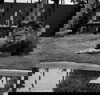 Hunter Valley Zoo - Stayed