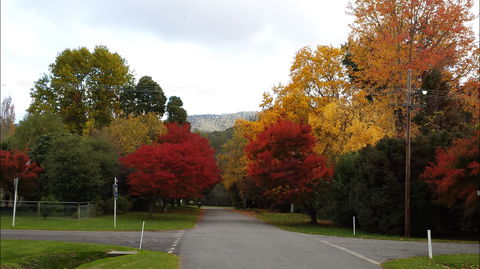 Jamieson Significant Trees - Stayed 1