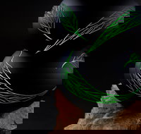 James McMurtrie's  Glass Blowing Studio and Gallery - Stayed