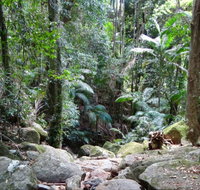 Lyrebird track - Stayed