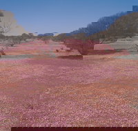 Meekatharra - Stayed