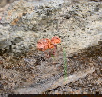 Moorooduc Quarry Walk  Stairs Circuit - Stayed
