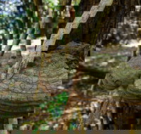 Mount Keira Ring Track - Stayed