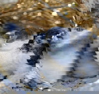 Penguin Island - Stayed