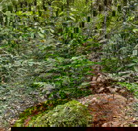 Red Cedar Loop - Stayed