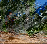 Scorpion Trail Kalamunda Mountain Bike Trails - Stayed