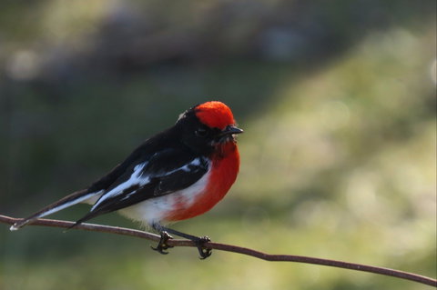 Weddin Bird Trails - Stayed 0