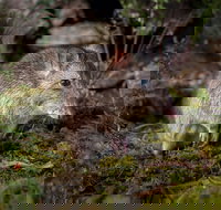 Wildlife Wonders - Stays Accommodation