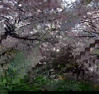 Wildwood Garden - Stayed