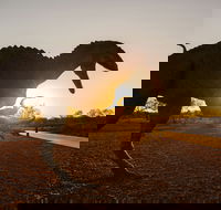 Australian Dinosaur Trail - Stayed