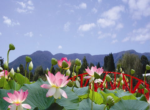 Blue Lotus Water Garden - Stayed 0