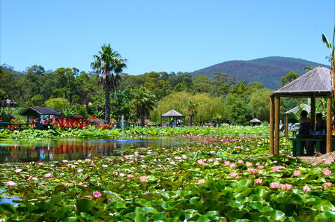 Blue Lotus Water Garden - Stayed 1