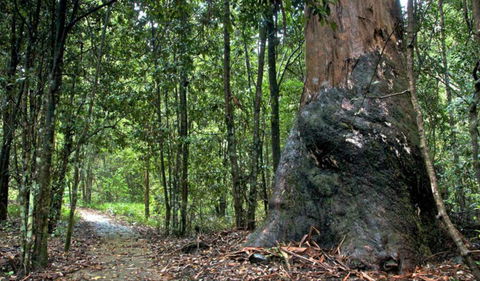 Blue Gum Loop Trail - Stayed 0