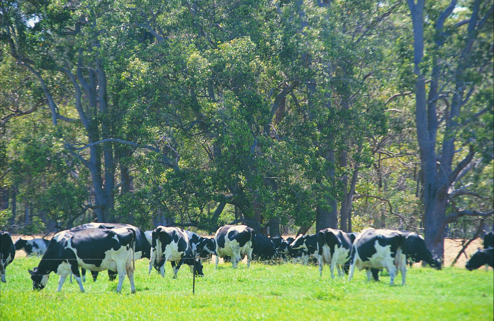 Boyanup WA Stayed