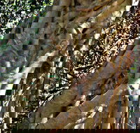 Bundagaree Rainforest Walk - Stayed