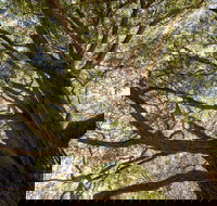 Byarong Park Picnic Area - Stayed