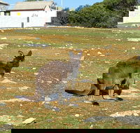 Cape Borda Lightstation - Flinders Chase National Park - Stayed